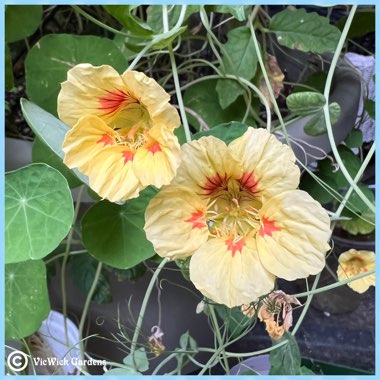 Tropaeolum majus 'Peach Melba'