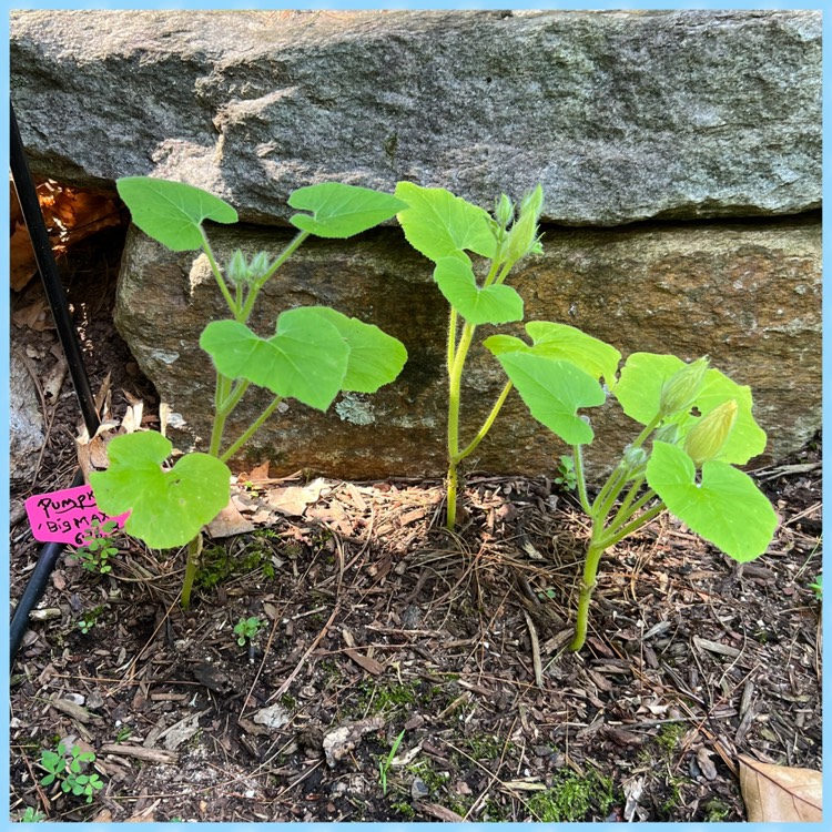 Plant image Cucurbita maxima 'Big Max'