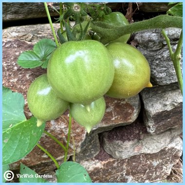 Solanum lycopersicum  syn. Lycopersicon lycopersicum