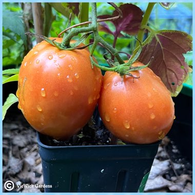 Solanum lycopersicum 'Supersauce Hybrid'