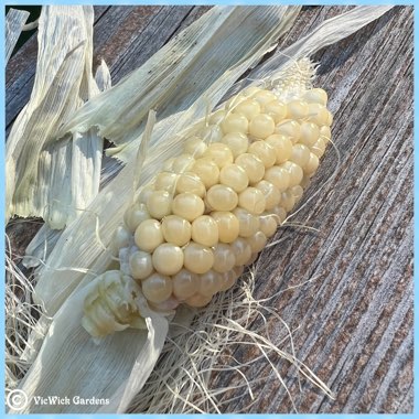 Zea Mays 'Snobaby'