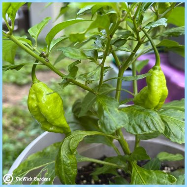 Capsicum Annuum 'Bhut Jolokia'