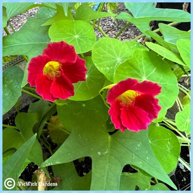 Tropaeolum majus 'Alaska Mix'