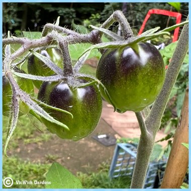 Solanum lycopersicum 'Midnight Snack'