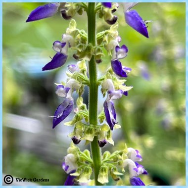 Solenostemon scutellarioides  syn. Plectranthus scutellarioides, Coleus scutellarioides, Coleus blumei