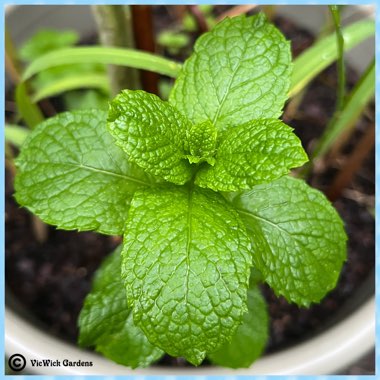 Mentha spicata 'Kentucky Colonel'