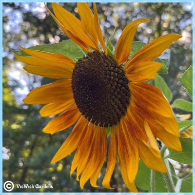 Helianthus annuus 'Evening Sun'