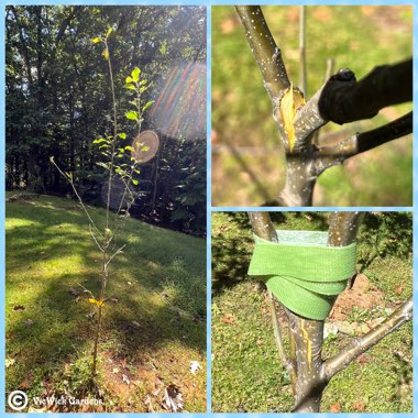 Malus domestica 'Golden Delicious'