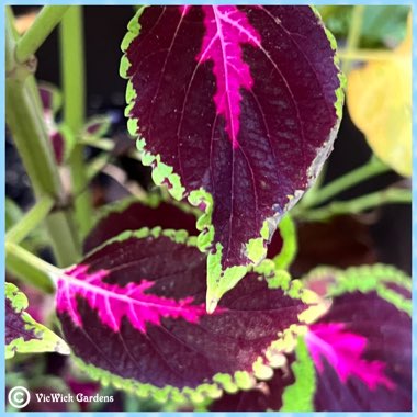 Solenostemon scutellarioides 'Chocolate Covered Cherry'