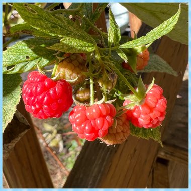 Rubus Idaeus 'Heritage'