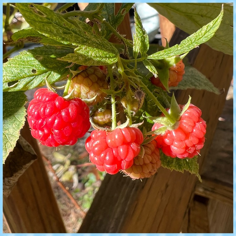 Plant image Rubus Idaeus 'Heritage'