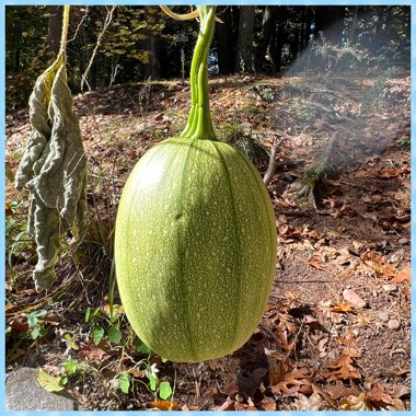 Cucurbita pepo 'Spaghetti'