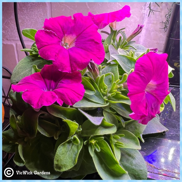 Plant image Petunia surfinia 'Mini trailing'