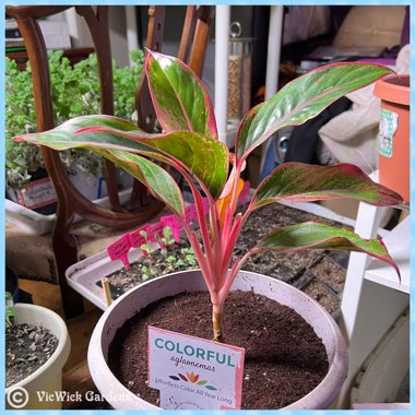 Aglaonema