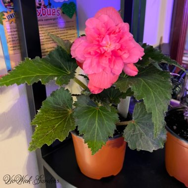 Begonia (Tuberous)