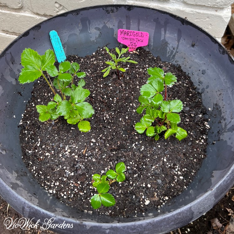 Plant image Fragaria x ananassa 'Ruby Ann'