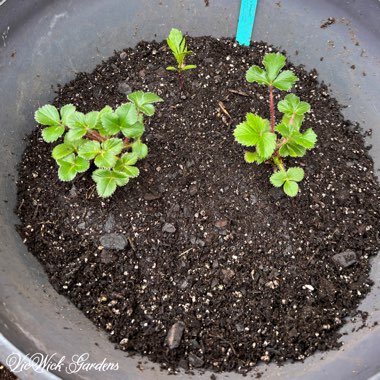 Fragaria x ananassa 'Tristan'