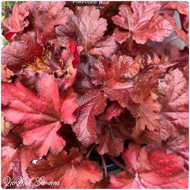 Heuchera