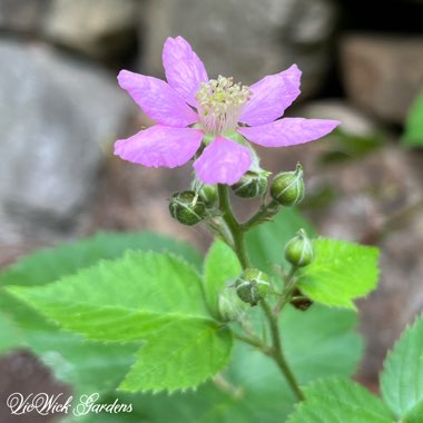 Rubus fruticosus 'Triple Crown'