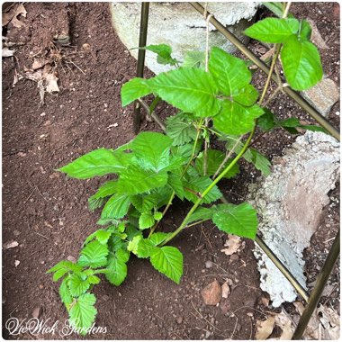 Rubus fruticosus 'Chester'