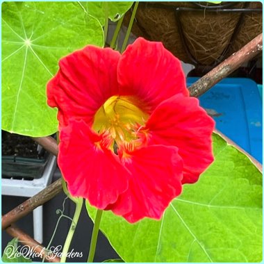 Tropaeolum majus