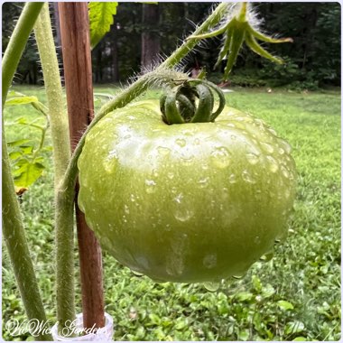 Solanum lycopersicum 'Celebrity'