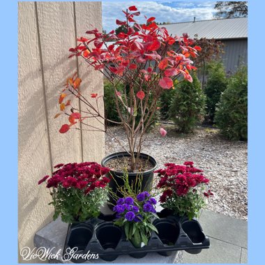 Cotinus coggygria 'Royal Purple'