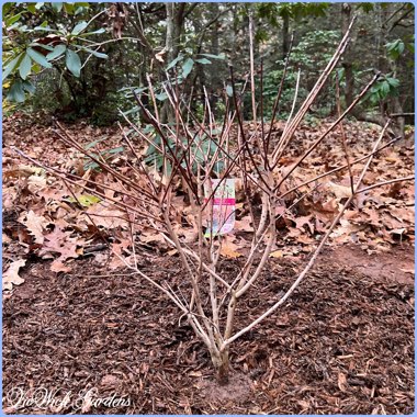 Cotinus coggygria 'Royal Purple'