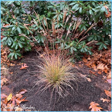 Miscanthus sinensis 'Adagio'