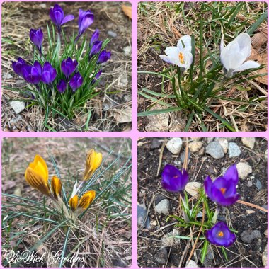 Crocus