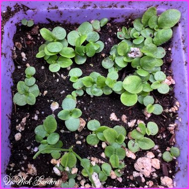 Bellis perennis Habanera