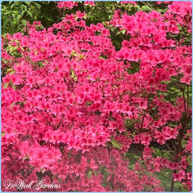 Rhododendron  (Azalea Varieties)