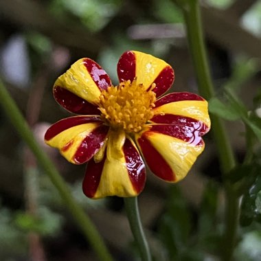 Tagetes patula 'Jolly Jester'