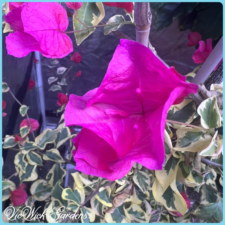 Plant image Bougainvillea 'Raspberry Ice'