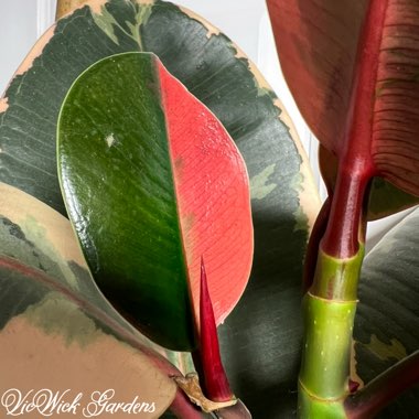 Rubber Tree ‘Chroma Belize'