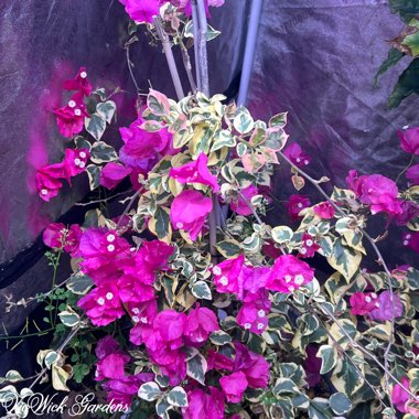 Bougainvillea 'Raspberry Ice'