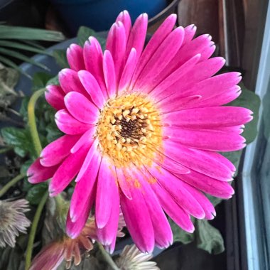 Gerbera Daisy