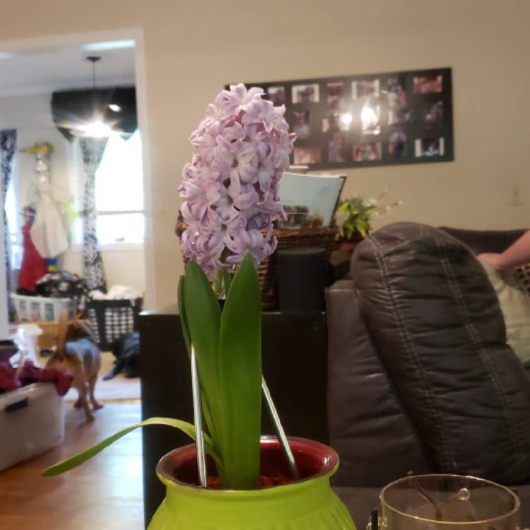 Plant image Hyacinthus orientalis 'Purple Sensation'