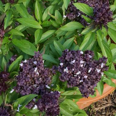 Thai Basil