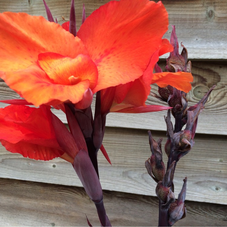 Plant image Canna 'Australia' syn. Canna x generalis 'Australia'