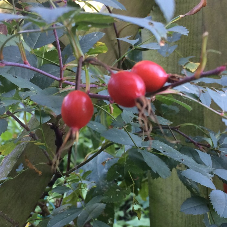 Plant image Rosa glauca syn. Rosa rubrifolia, Rosa ferruginea