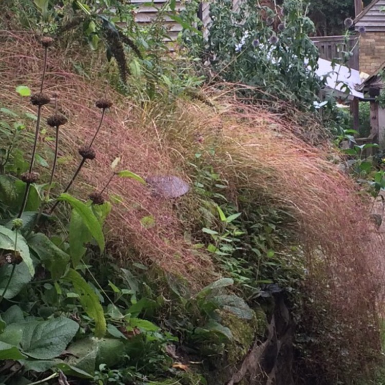 Plant image Panicum virgatum 'Hanse Herms'