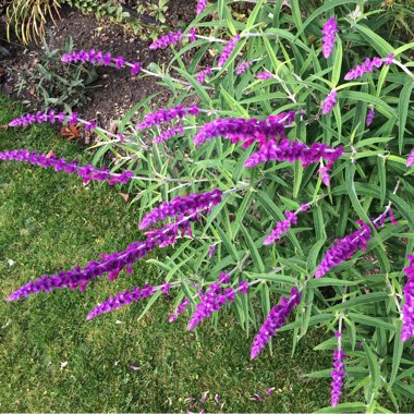 Salvia leucantha 'Midnight' syn. Salvia leucantha 'Purple Velvet', Salvia leucantha 'All Purple'