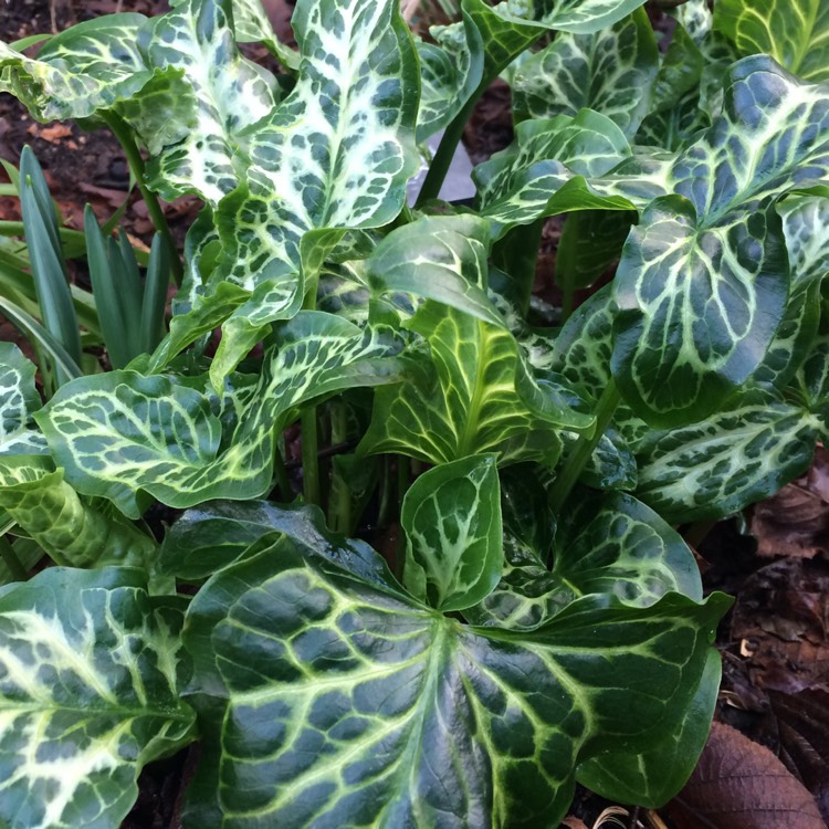 Plant image Arum italicum