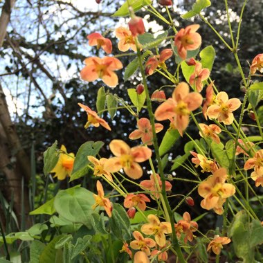 Epimedium x warleyense 'Orangekonigin'