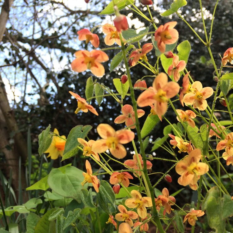 Plant image Epimedium x warleyense 'Orangekonigin'