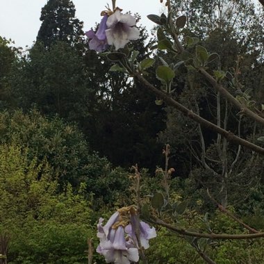 Paulownia tormentosa