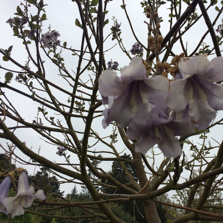 Plant image Paulownia tormentosa