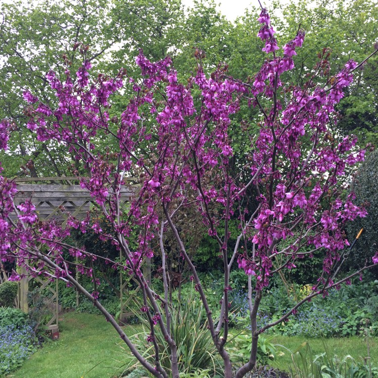 Plant image Cercis siliquastrum