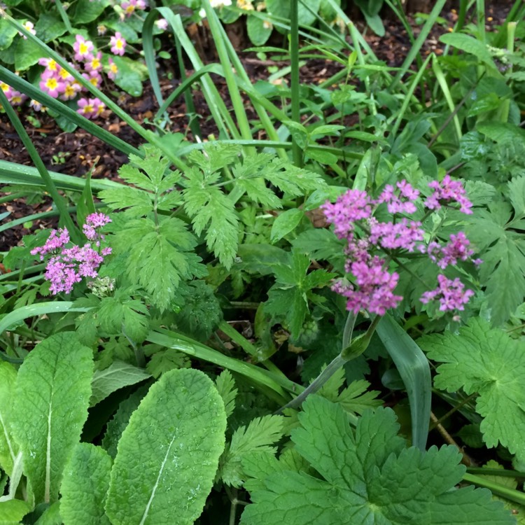 Plant image Anthriscus sylvestris